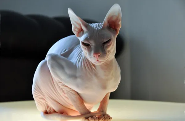 Донской сфинкс голый