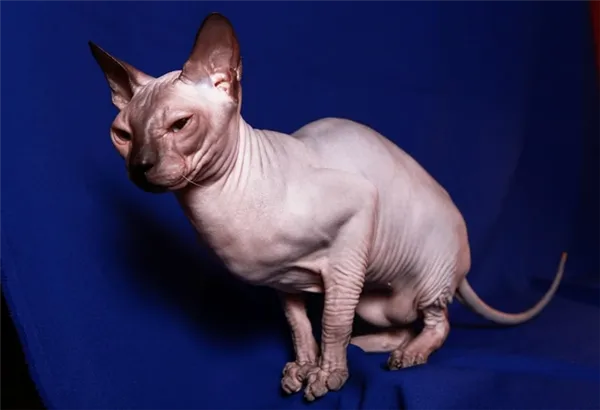 Донской сфинкс окрас пойнтовый