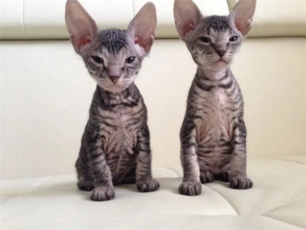 Донской сфинкс окрас табби