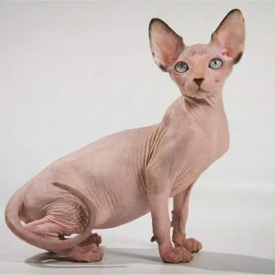 Донской сфинкс