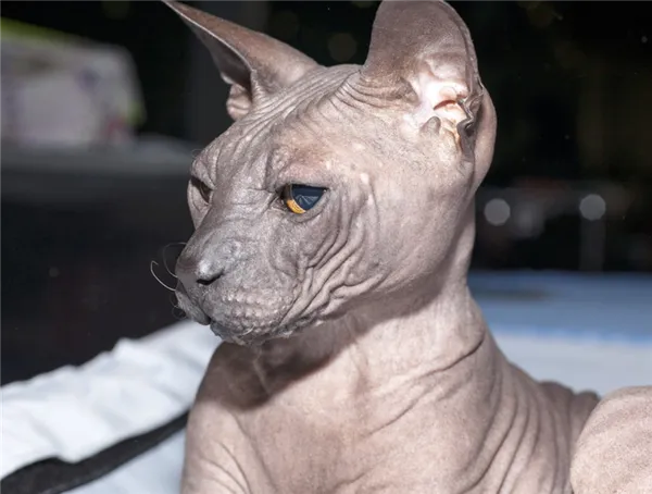 профиль донского сфинкса фото