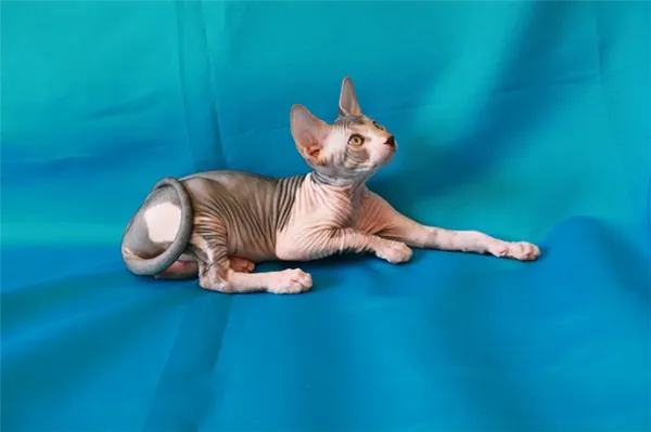 Донской сфинкс биколор