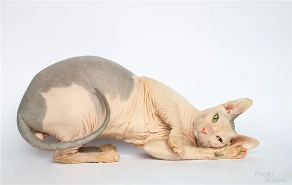 Фото донского сфинкса.jpg