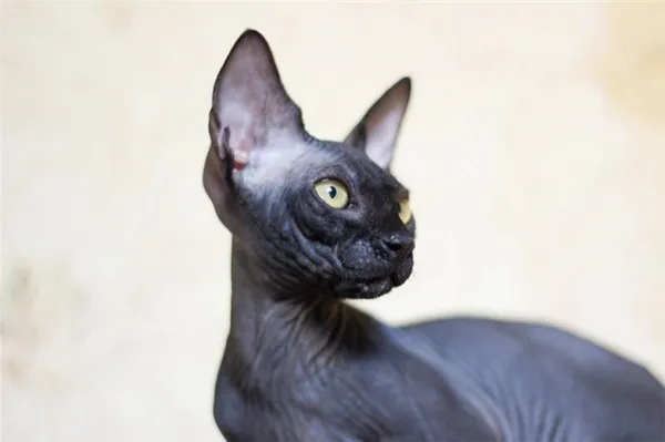 Донской сфинкс окрас черный
