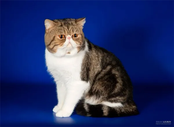 Экзотическая короткошерстная кошка. Экзотическая короткошерстная кошка. 2