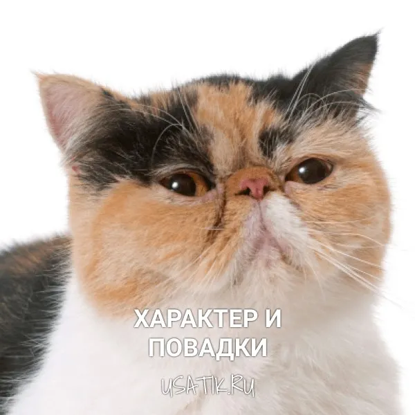 Характер и повадки экзотических кошек