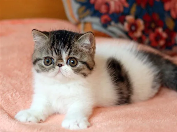 Маленький двухцветный экзот