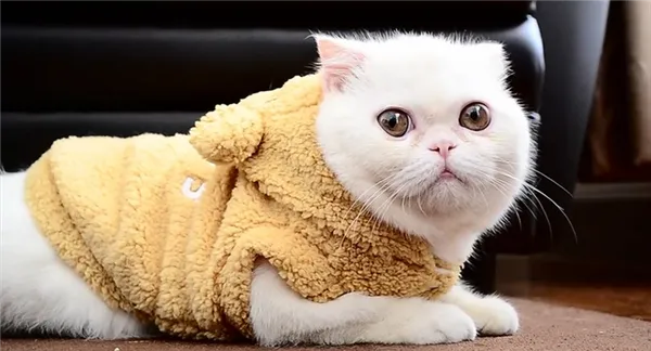 Короткошерстный экзот.jpg