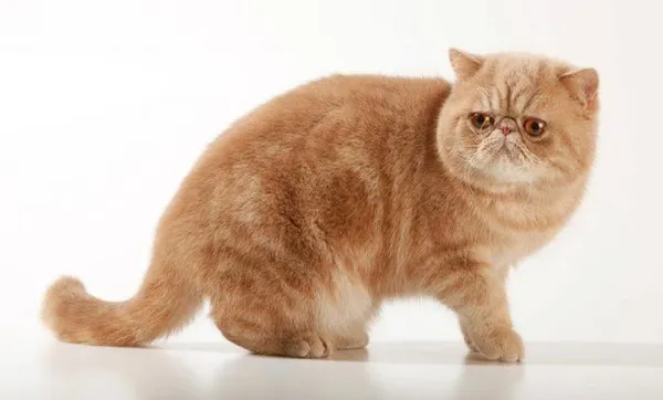 Рыжий экзот