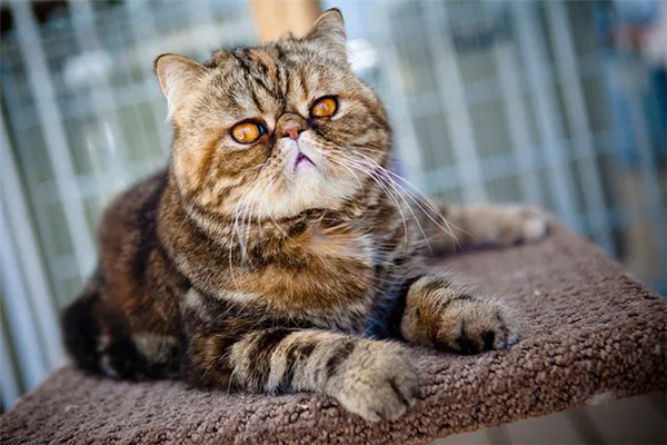 экзотическая кошка окрас табби