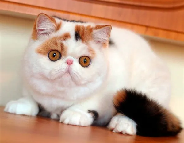 Экзотическая короткошерстная кошка. Экзотическая короткошерстная кошка. 3