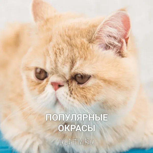 Популярные окрасы экзотических кошек