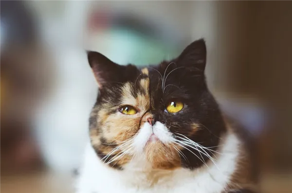 Кошка экзот.jpg