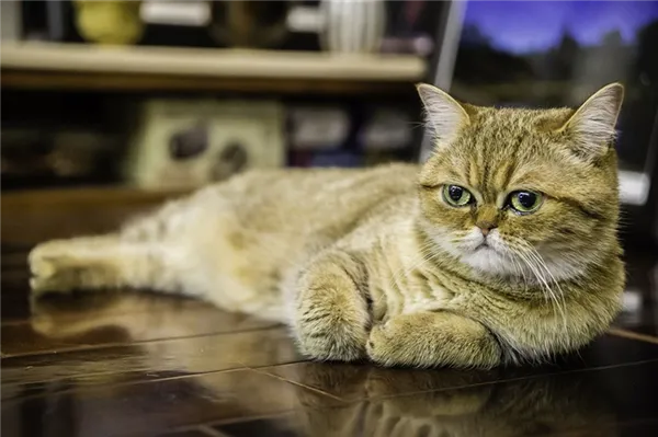 Экзотическая короткошерстная кошка.jpg