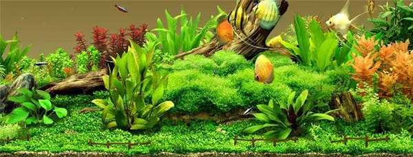 Какой бывает фон