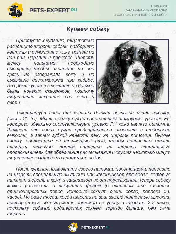 Купаем собаку