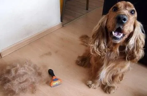 Собака после вычёсывания фурминатором