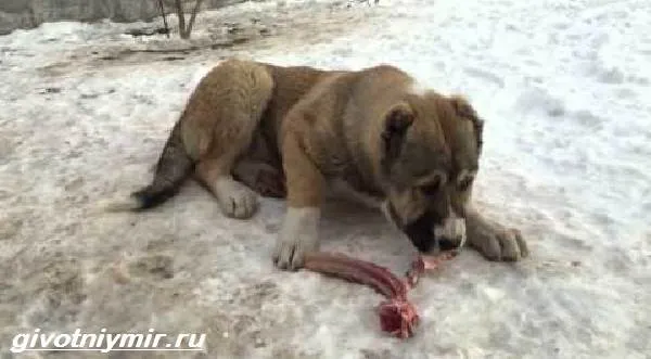 Гампр-армянский-волкодав-Описание-особенности-уход-и-цена-гампра-7