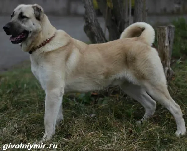 Гампр-армянский-волкодав-Описание-особенности-уход-и-цена-гампра-4