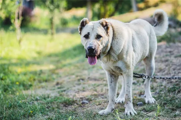 Армянский гампр: описание породы