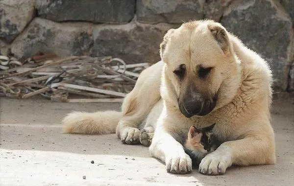 Гампр-порода-собак-Описание-особенности-виды-уход-и-цена-гампра-1
