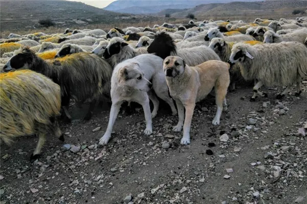 Гампры пасут скот