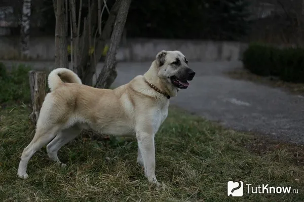 Гампр на прогулке