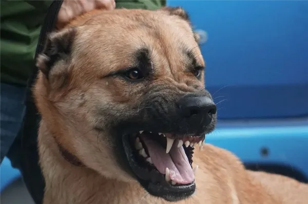 Армянский гампр