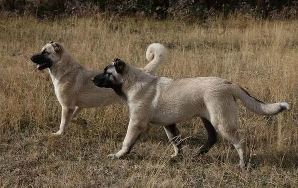 Гампр-порода-собак-Описание-особенности-виды-уход-и-цена-гампра-2