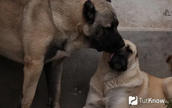 Гампр со щенком