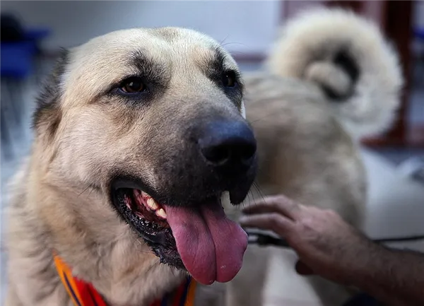 Возможные окрасы Гампра