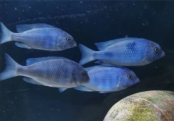 Голубой дельфин. Голубой дельфин аквариумная рыбка. 2