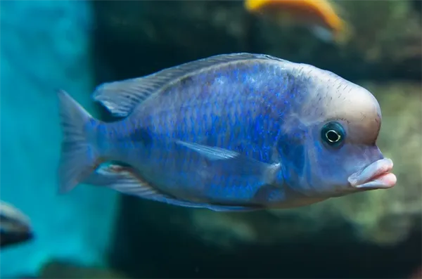 Голубой дельфин. Внешний вид