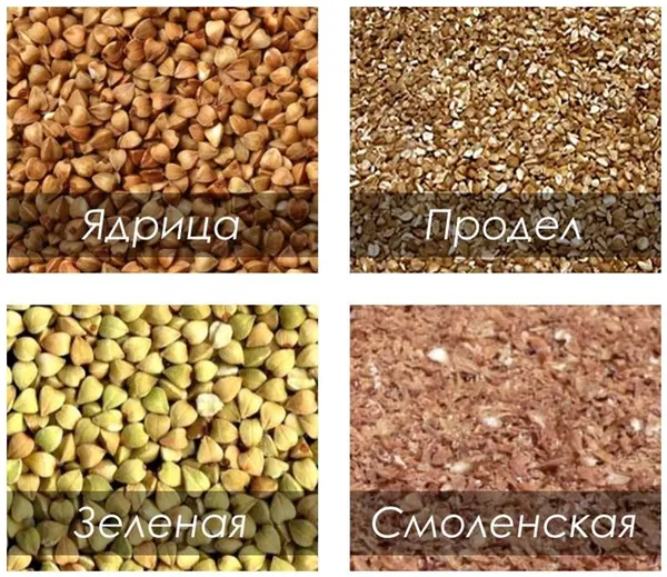 виды гречки