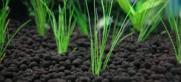 37b734fef22760b 660x300 - Грунт для растений в аквариуме