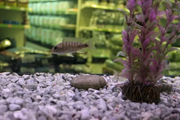 Грунт для аквариума – это не только декоративный элемент