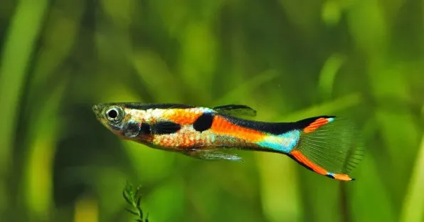 Гуппи Эндлера - природный вид