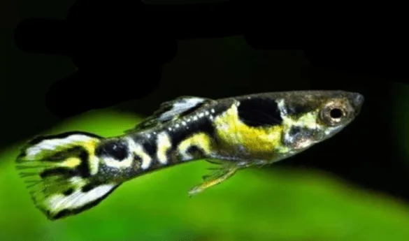 Гуппи Эндлера. Гуппи эндлера фото. 2