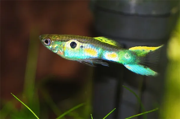 В аквариуме с гуппи Эндлера необходима эффективная фильтрация и аэрация