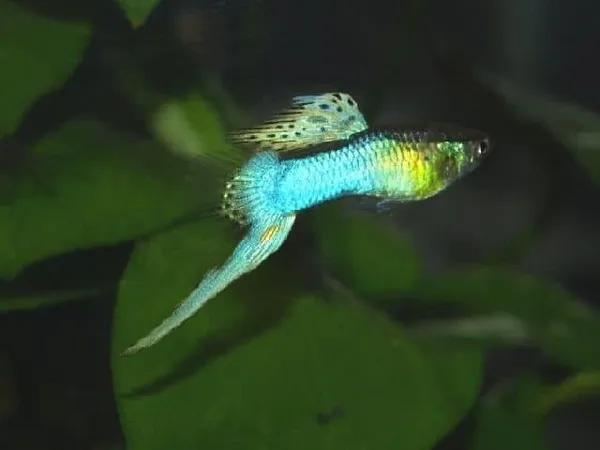 Гуппи Эндлера Японская голубая (Japan Blue - Endler