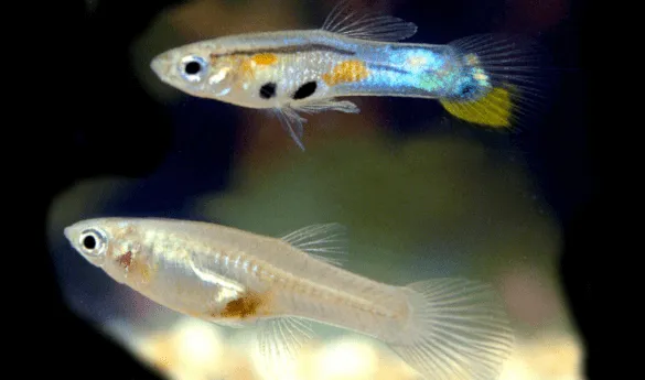 Гуппи Эндлера. Гуппи эндлера фото. 3