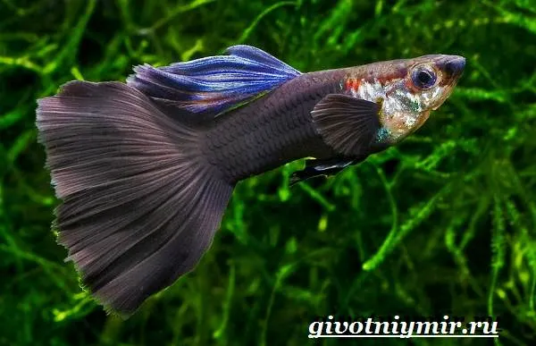 Гуппи-рыбки-Описание-особенности-содержание-и-цена-рыбок-гуппи-2