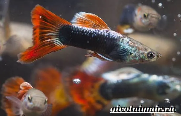 Гуппи-рыбки-Описание-особенности-содержание-и-цена-рыбок-гуппи-1