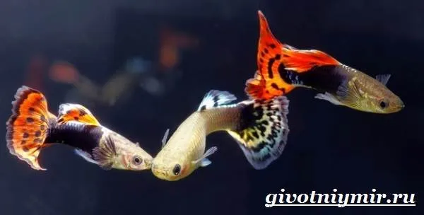 Гуппи-рыбки-Описание-особенности-содержание-и-цена-рыбок-гуппи-4