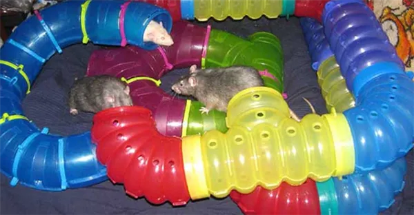 Туннель для крыс