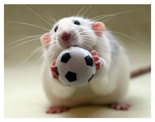 Крыса и футбольный мяч