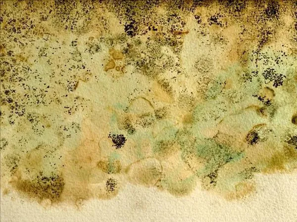 Разноцветные пятна плесени