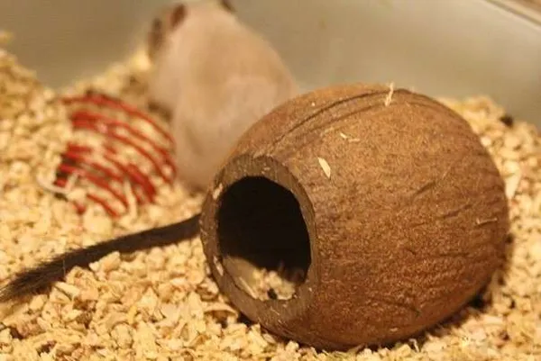 Как и из чего сделать домик для хомяка своими руками. Домик для хомяка. 8