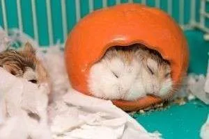 Как сделать домик для хомяка своими руками из картона, дерева и других материалов?