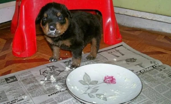 чем кормить месячного щенка